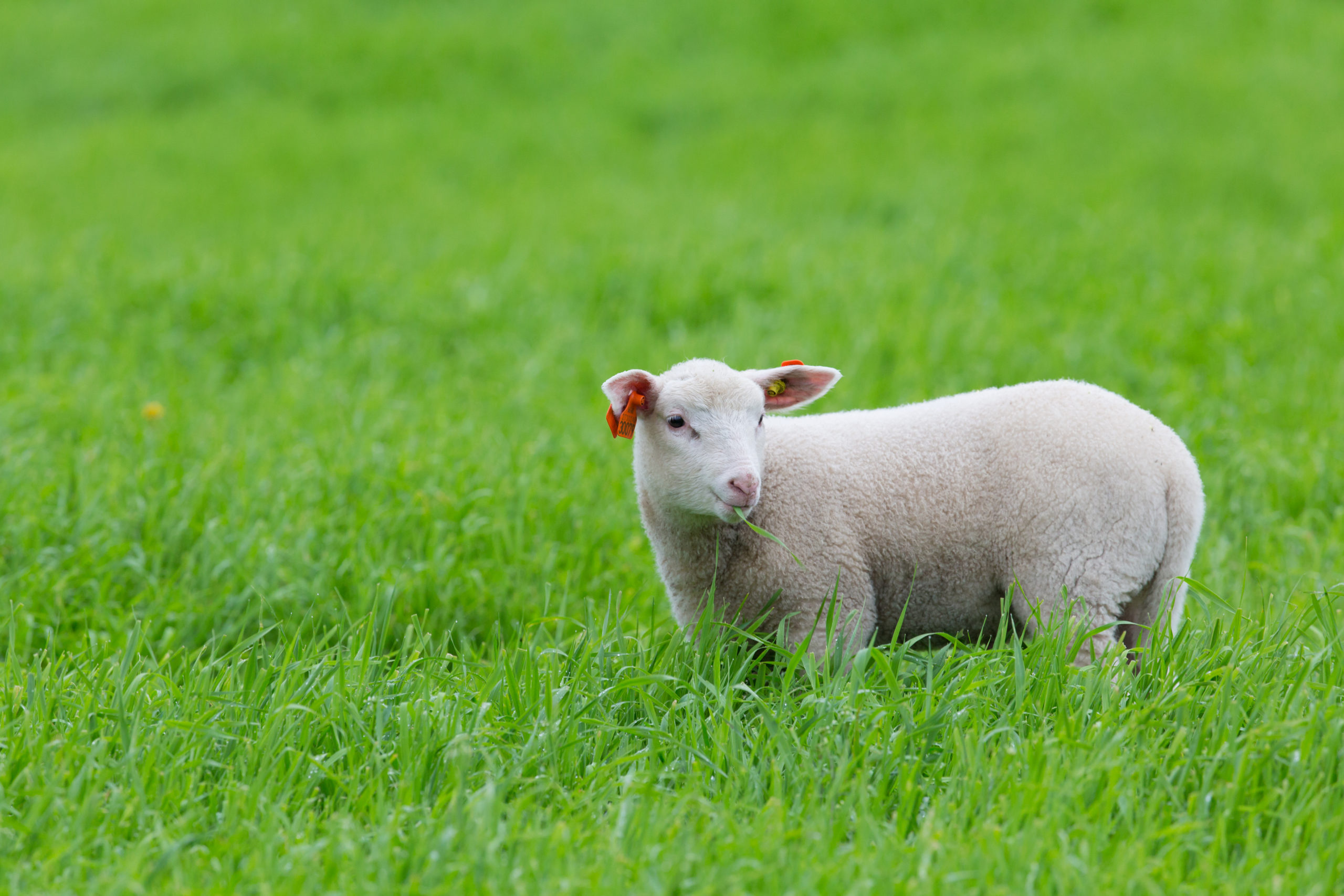 Un mignon petit agneau blanc se tient debout dans un pré avec un brin d'herbe en bouche